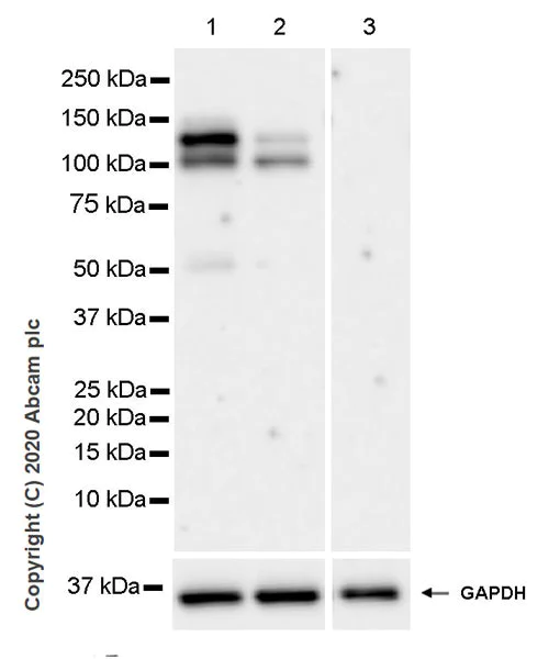 Western blot - Anti-Eg5 antibody [EPR23276-52] (AB254298)