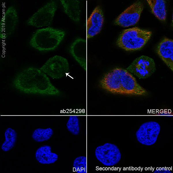 Immunocytochemistry/ Immunofluorescence - Anti-Eg5 antibody [EPR23276-52] - BSA and Azide free (AB270754)