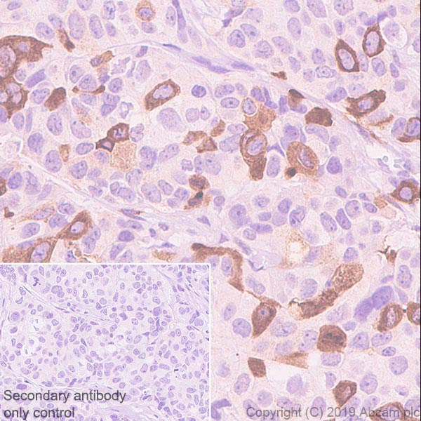 Immunohistochemistry (Formalin/PFA-fixed paraffin-embedded sections) - Anti-Eg5 antibody [EPR23276-52] - BSA and Azide free (AB270754)