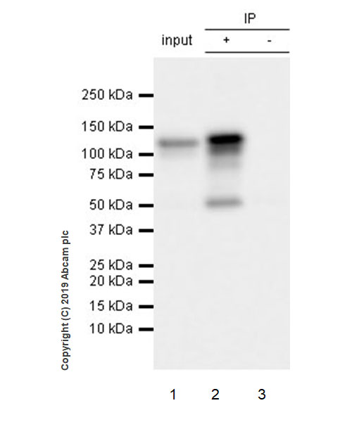 Immunoprecipitation - Anti-Eg5 antibody [EPR23277-60] (AB254299), expandable thumbnail