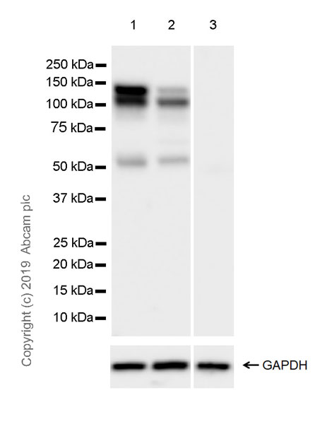 Western blot - Anti-Eg5 antibody [EPR23277-60] (ab254299), expandable thumbnail