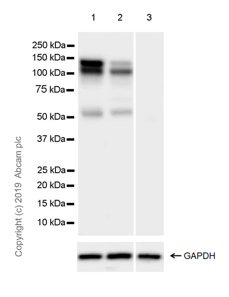 Western blot - Anti-Eg5 antibody [EPR23277-60] (AB254299)