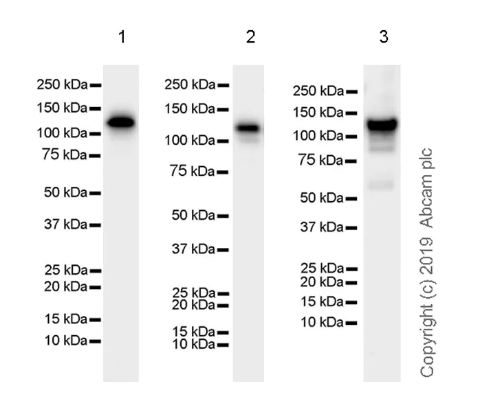 Western blot - Anti-Eg5 antibody [EPR23277-60] (AB254299)