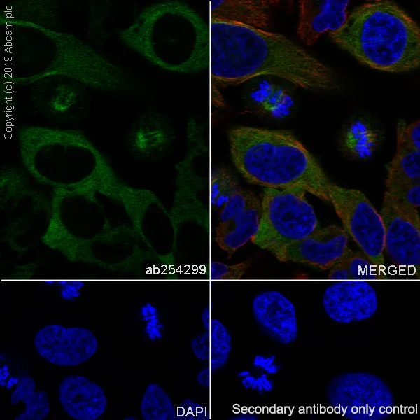 Immunocytochemistry/ Immunofluorescence - Anti-Eg5 antibody [EPR23277-60] - BSA and Azide free (AB270409)