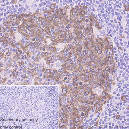 Immunohistochemistry (Formalin/PFA-fixed paraffin-embedded sections) - Anti-Eg5 antibody [EPR23277-60] - BSA and Azide free (AB270409)