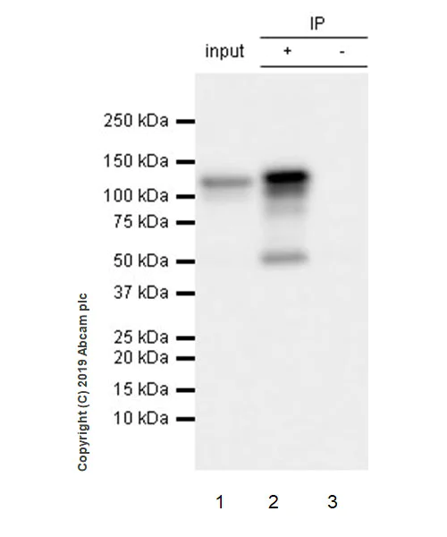 Immunoprecipitation - Anti-Eg5 antibody [EPR23277-60] - BSA and Azide free (AB270409)