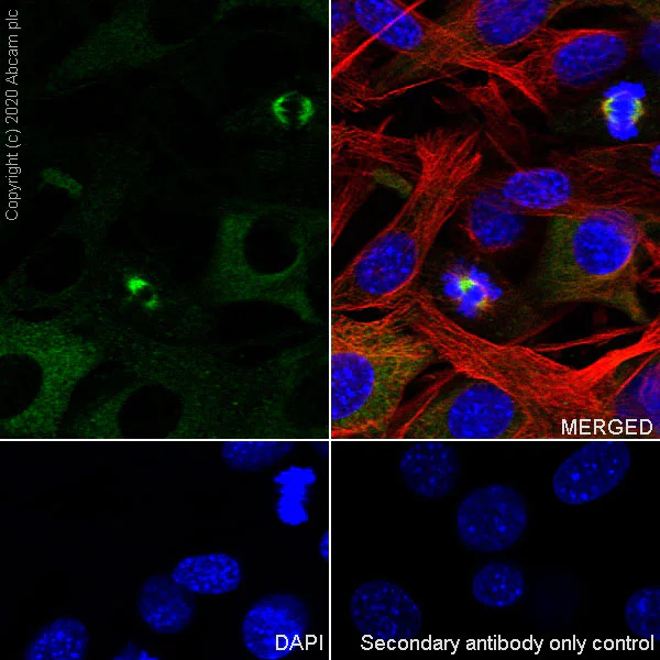 Immunocytochemistry/ Immunofluorescence - Anti-Eg5 antibody [EPR23277-7] (AB272220)