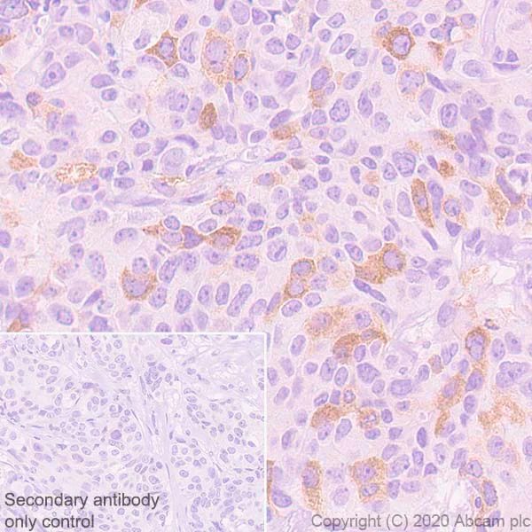 Immunohistochemistry (Formalin/PFA-fixed paraffin-embedded sections) - Anti-Eg5 antibody [EPR23277-7] (AB272220)