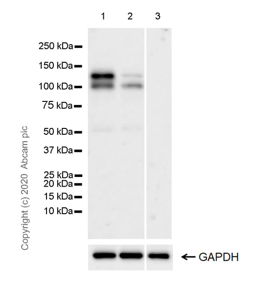 Western blot - Anti-Eg5 antibody [EPR23277-7] (AB272220)