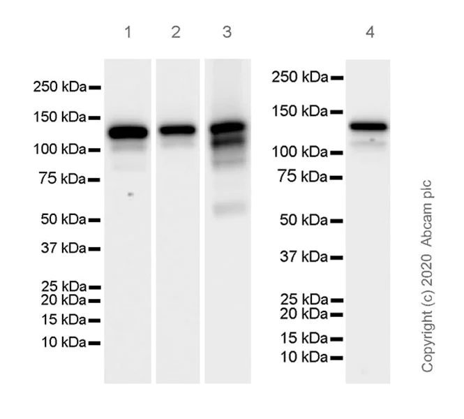 Western blot - Anti-Eg5 antibody [EPR23277-7] (AB272220)