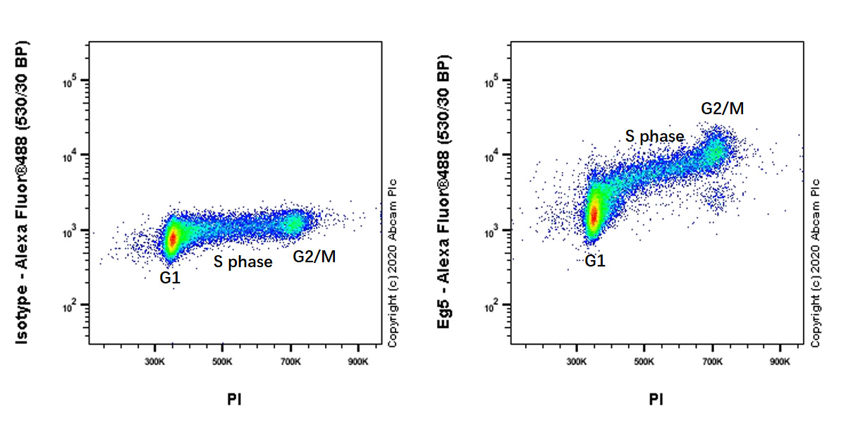 Flow Cytometry (Intracellular) - Anti-Eg5 antibody [EPR23277-7] - BSA and Azide free (AB272226), expandable thumbnail