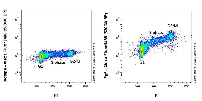 Flow Cytometry (Intracellular) - Anti-Eg5 antibody [EPR23277-7] - BSA and Azide free (AB272226)