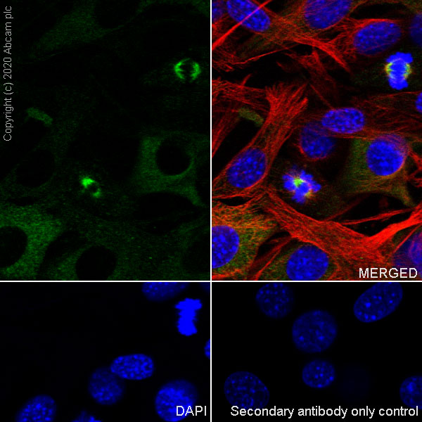Immunocytochemistry/ Immunofluorescence - Anti-Eg5 antibody [EPR23277-7] - BSA and Azide free (AB272226), expandable thumbnail