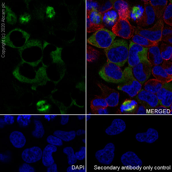 Immunocytochemistry/ Immunofluorescence - Anti-Eg5 antibody [EPR23277-7] - BSA and Azide free (AB272226), expandable thumbnail