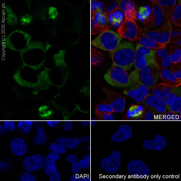 Immunocytochemistry/ Immunofluorescence - Anti-Eg5 antibody [EPR23277-7] - BSA and Azide free (AB272226)