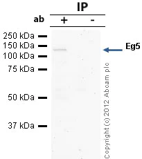 Immunoprecipitation - Anti-Eg5 antibody [mAbcam 51976] (AB51976)