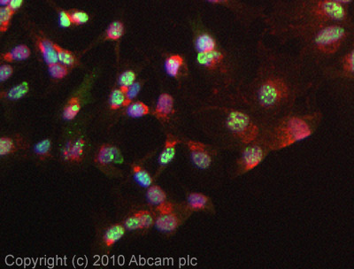 Immunocytochemistry/ Immunofluorescence - Anti-Eg5 (phospho T926) antibody (AB61104)