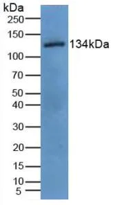 Western blot - Anti-EGF antibody (AB231103)