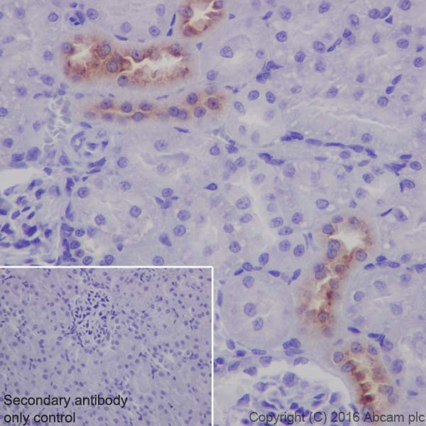 Immunohistochemistry (Formalin/PFA-fixed paraffin-embedded sections) - Anti-EGF antibody [EPR19173] (AB184265)