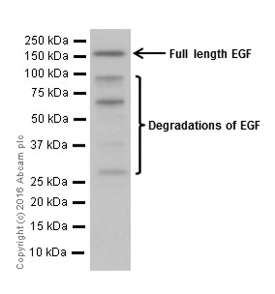 Western blot - Anti-EGF antibody [EPR19173] (AB184265)