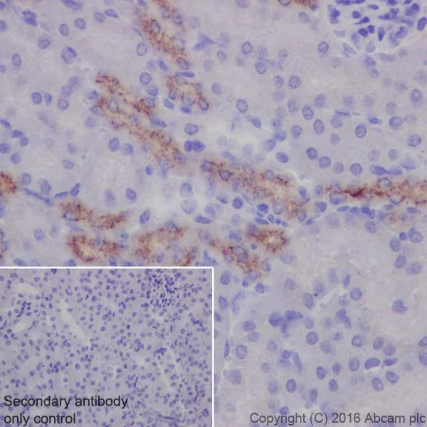 Immunohistochemistry (Formalin/PFA-fixed paraffin-embedded sections) - Anti-EGF antibody [EPR19173] - BSA and Azide free (AB240283)