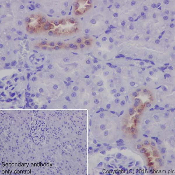 Immunohistochemistry (Formalin/PFA-fixed paraffin-embedded sections) - Anti-EGF antibody [EPR19173] - BSA and Azide free (AB240283)