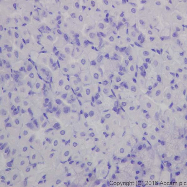 Immunohistochemistry (Formalin/PFA-fixed paraffin-embedded sections) - Anti-EGF antibody [EPR19173] - BSA and Azide free (AB240283)