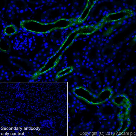 Immunohistochemistry (Frozen sections) - Anti-EGF antibody [EPR19173] - BSA and Azide free (AB240283)