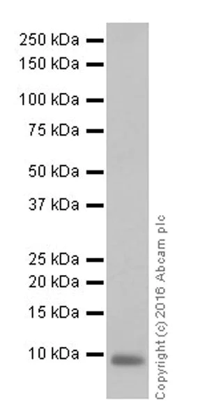 Western blot - Anti-EGF antibody [EPR19174] (AB184266)