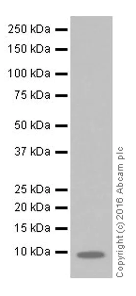 Western blot - Anti-EGF antibody [EPR19174] (AB184266)