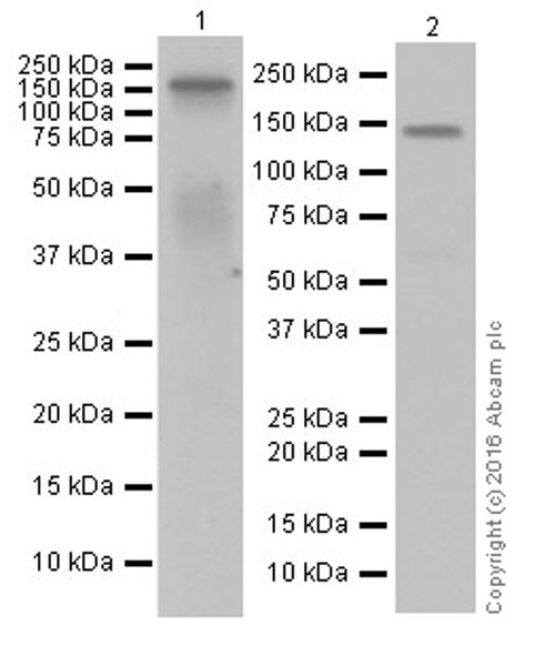 Western blot - Anti-EGF antibody [EPR19174] (AB184266)