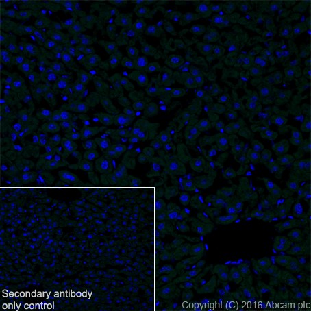 Immunohistochemistry (Frozen sections) - Anti-EGF antibody [EPR19174] - BSA and Azide free (AB271946), expandable thumbnail