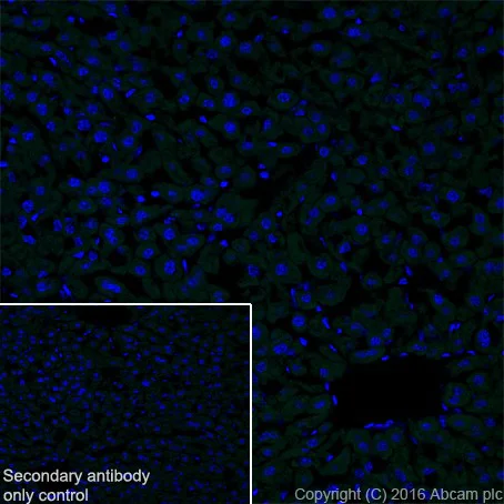 Immunohistochemistry (Frozen sections) - Anti-EGF antibody [EPR19174] - BSA and Azide free (AB271946)