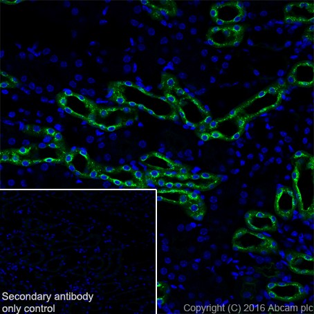 Immunohistochemistry (Frozen sections) - Anti-EGF antibody [EPR19174] - BSA and Azide free (AB271946), expandable thumbnail