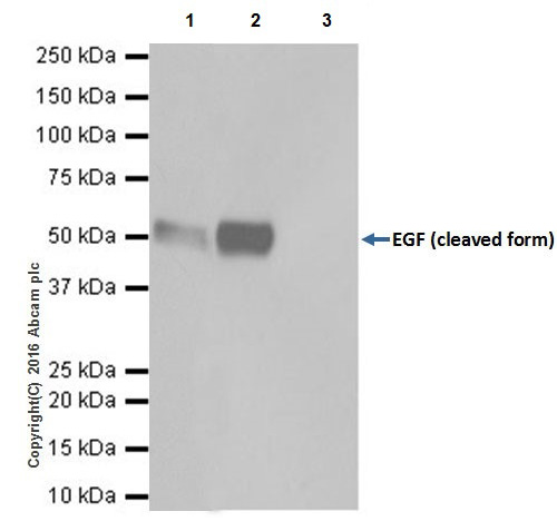 Immunoprecipitation - Anti-EGF antibody [EPR19174] - BSA and Azide free (AB271946), expandable thumbnail