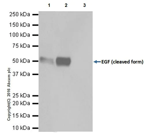 Immunoprecipitation - Anti-EGF antibody [EPR19174] - BSA and Azide free (AB271946)