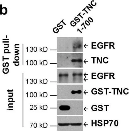 Western blot - Anti-EGF antibody [EPR19899] (AB206423)