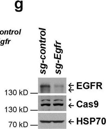 Western blot - Anti-EGF antibody [EPR19899] (AB206423)