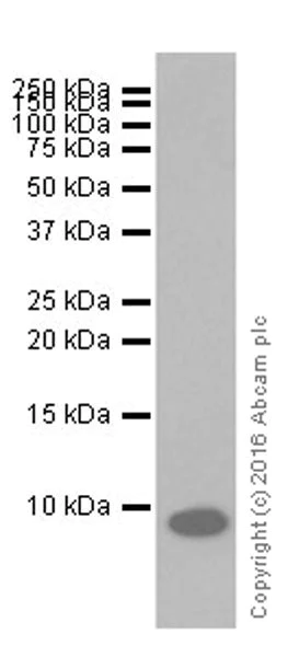 Western blot - Anti-EGF antibody [EPR19899] (AB206423)
