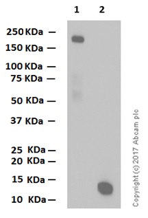 Western blot - Anti-EGF antibody [EPR19899] - BSA and Azide free (AB251458), expandable thumbnail