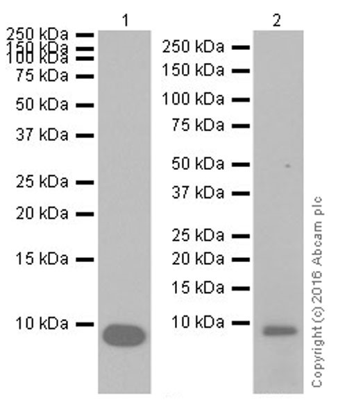 Western blot - Anti-EGF antibody [EPR19899] - BSA and Azide free (AB251458), expandable thumbnail