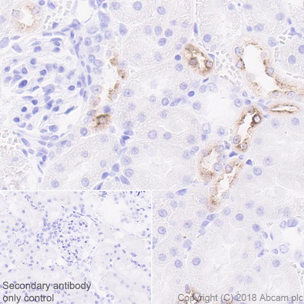 Immunohistochemistry (Formalin/PFA-fixed paraffin-embedded sections) - Anti-EGF antibody [EPR21926] (AB218831)