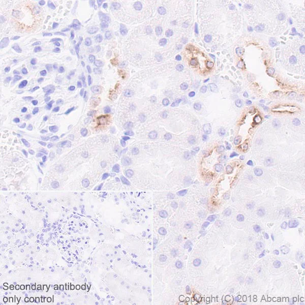 Immunohistochemistry (Formalin/PFA-fixed paraffin-embedded sections) - Anti-EGF antibody [EPR21926] (AB218831)