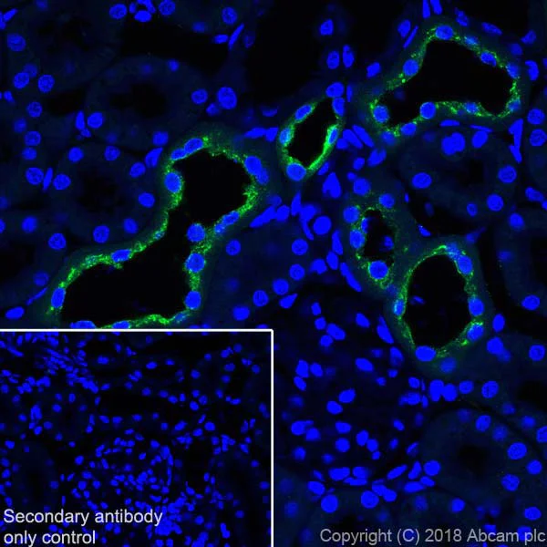 Immunohistochemistry (Frozen sections) - Anti-EGF antibody [EPR21926] (AB218831)