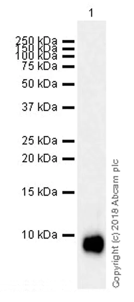 Western blot - Anti-EGF antibody [EPR21926] (AB218831)
