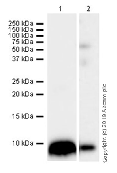 Western blot - Anti-EGF antibody [EPR21926] (AB218831)