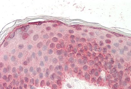 Immunohistochemistry (Formalin/PFA-fixed paraffin-embedded sections) - Anti-EGF antibody - N-terminal (AB219348)