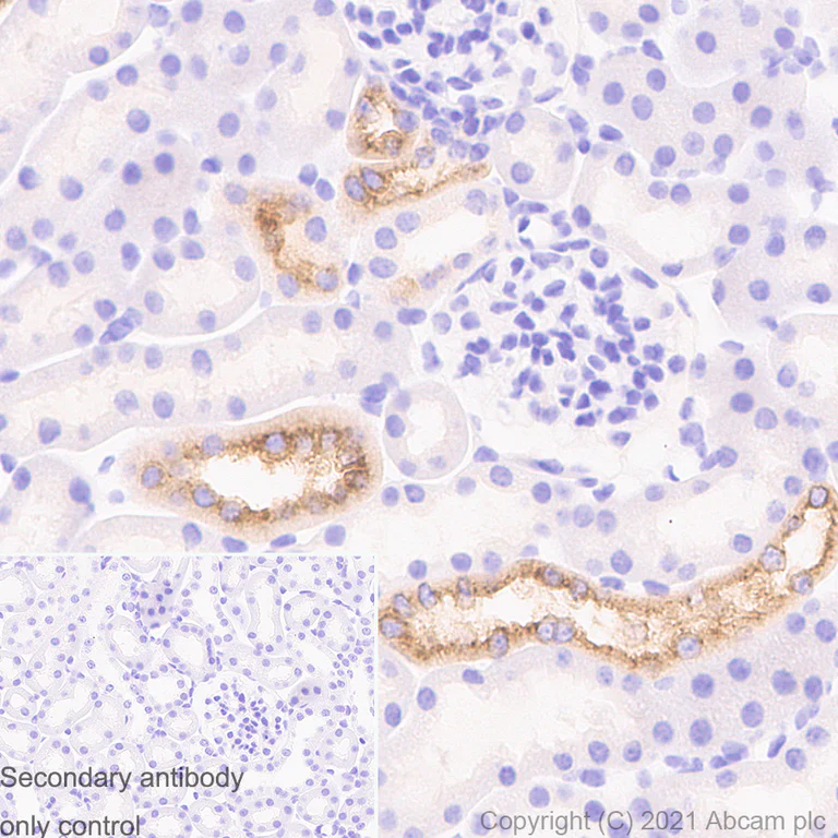 Immunohistochemistry (Formalin/PFA-fixed paraffin-embedded sections) - Anti-EGF antibody [RM1015] - BSA and Azide free (AB288300)