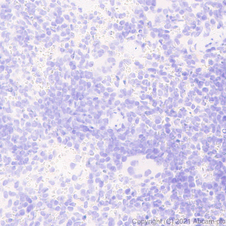 Immunohistochemistry (Formalin/PFA-fixed paraffin-embedded sections) - Anti-EGF antibody [RM1015] - BSA and Azide free (AB288300)