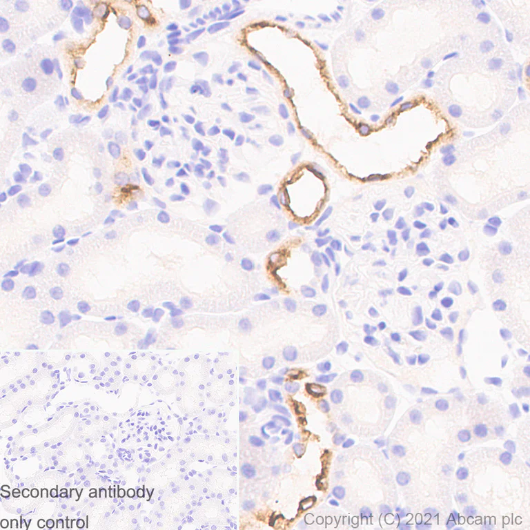 Immunohistochemistry (Formalin/PFA-fixed paraffin-embedded sections) - Anti-EGF antibody [RM1015] - BSA and Azide free (AB288300)